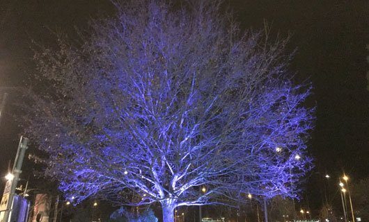 LED trädbelysning med blått ljus